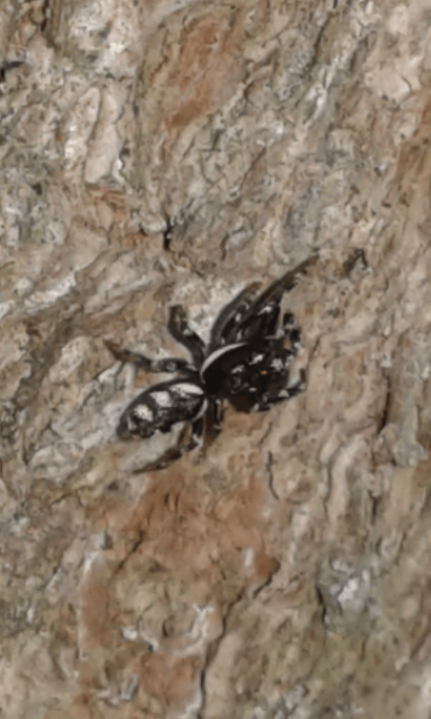 Salticidae : Salticus sp.? S� - prov. PD